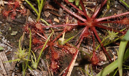 Drosera intermedia