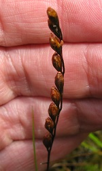 Drosera rotundifolia