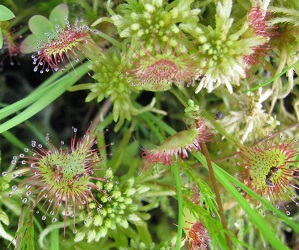 Drosera rotundifolia