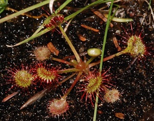Drosera rotundifolia