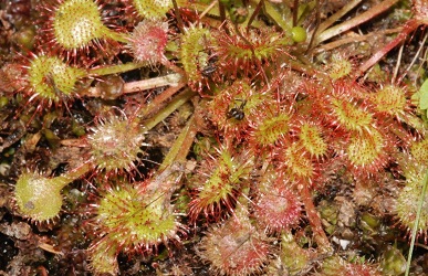 Drosera rotundifolia