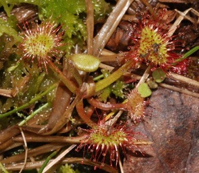 Drosera rotundifolia
