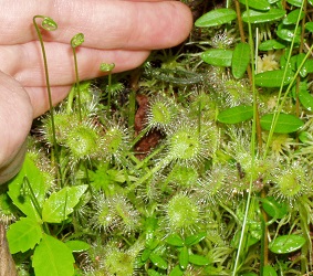 Drosera rotundifolia