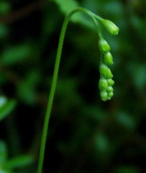 Drosera rotundifolia