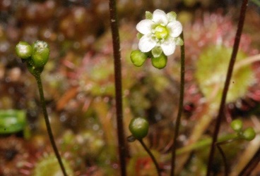 Drosera rotundifolia