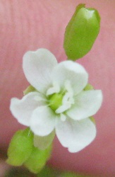 Drosera rotundifolia