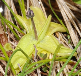 Pinguicula vulgaris