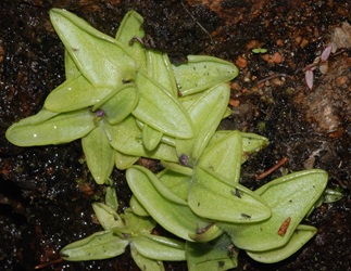 Pinguicula vulgaris