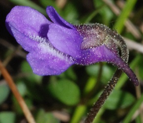 Pinguicula vulgaris