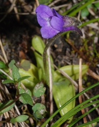 Pinguicula vulgaris