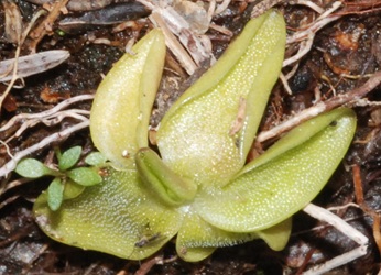 Pinguicula vulgaris