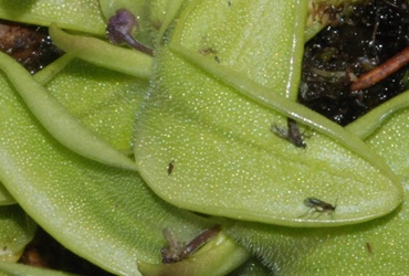 Pinguicula vulgaris