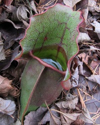 Sarracenia purpurea