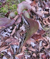 Sarracenia purpurea