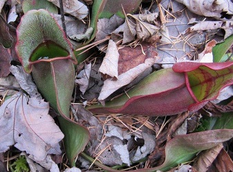 Sarracenia purpurea