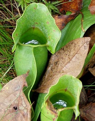 Sarracenia purpurea