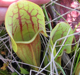 Sarracenia purpurea