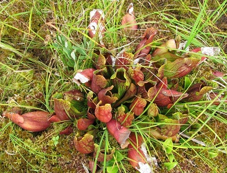 Sarracenia purpurea