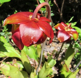 Sarracenia purpurea