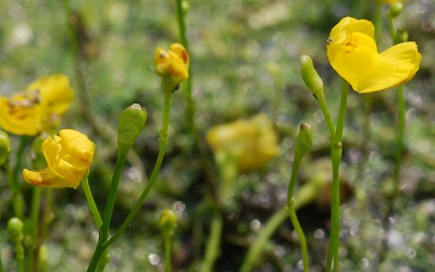 Utricularia gibba