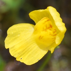 Utricularia gibba