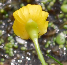 Utricularia gibba