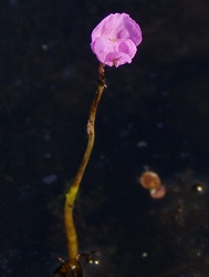 Utricularia purpurea