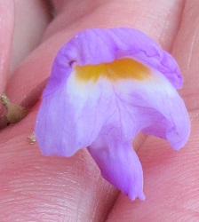 Utricularia purpurea