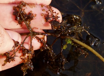 Utricularia purpurea