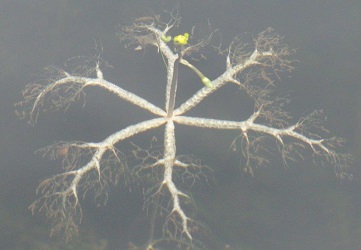 Utricularia radiata