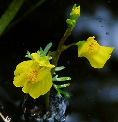 Utricularia vulgaris