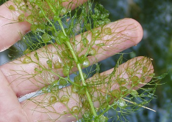 Utricularia vulgaris