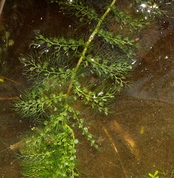 Utricularia vulgaris