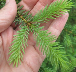 Picea glauca