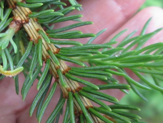 Picea glauca