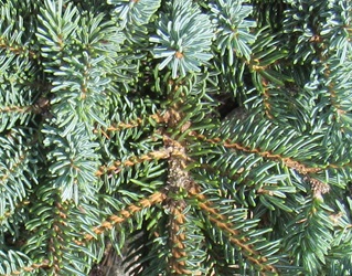 Picea glauca