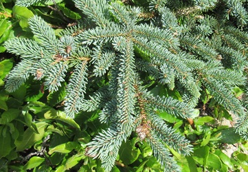 Picea glauca