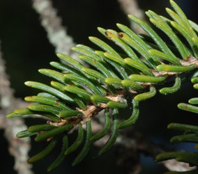 Picea glauca