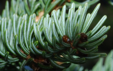 Picea glauca
