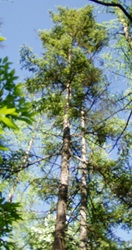 Picea mariana