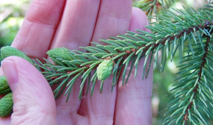 Picea mariana