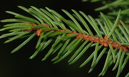 Picea mariana