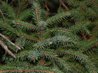 Picea mariana