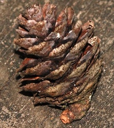Picea mariana