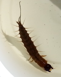 Chauliodes rastricornis