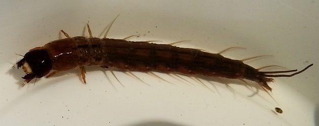 Chauliodes rastricornis