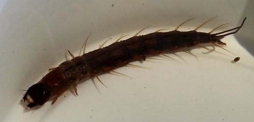 Chauliodes rastricornis