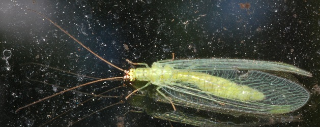 Chrysopa oculata