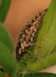 Chrysopa oculata