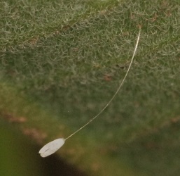 Chrysopidae